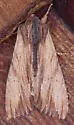 Apamea cuculliformis - Hodges#9325 - photo 2