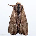 Apamea cuculliformis - Hodges#9325 - photo 4