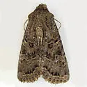 Glassy Cutworm - Hodges#9382 - Apamea devastator