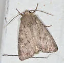 Glassy Cutworm - Hodges#9382 - photo 2