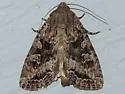 Glassy Cutworm - Hodges#9382 - photo 3