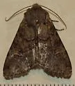 Glassy Cutworm - Hodges#9382 - photo 4