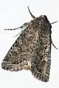 Glassy Cutworm - Hodges#9382 - photo 5