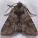 Apamea digitula - Hodges#9364.1 - Apamea digitula