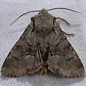 Apamea digitula - Hodges#9364.1 - photo 2