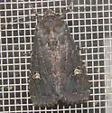 Doubtful Apamea - Hodges#9367 - Apamea dubitans