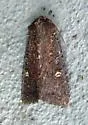 Doubtful Apamea - Hodges#9367 - photo 2