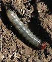 Doubtful Apamea - Hodges#9367 - photo 4