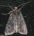 Doubtful Apamea - Hodges#9367 - photo 5