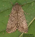 Apamea geminimacula - Hodges#9368