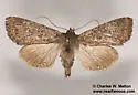 Apamea geminimacula - Hodges#9368 - photo 2