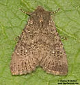 Apamea geminimacula - Hodges#9368 - photo 3
