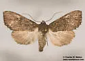Apamea geminimacula - Hodges#9368 - photo 4