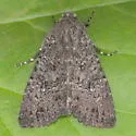 Apamea geminimacula - Hodges#9368 - photo 5