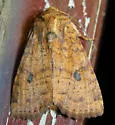 Yellow Three-Spot - Hodges#9373 - photo 2