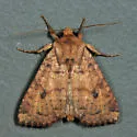 Yellow Three-Spot - Hodges#9373 - photo 3