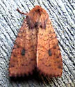 Yellow Three-Spot - Hodges#9373 - photo 4