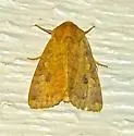Yellow Three-Spot - Hodges#9373 - photo 5