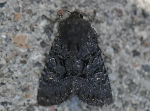 Apamea impulsa - Hodges#9360 - Apamea impulsa