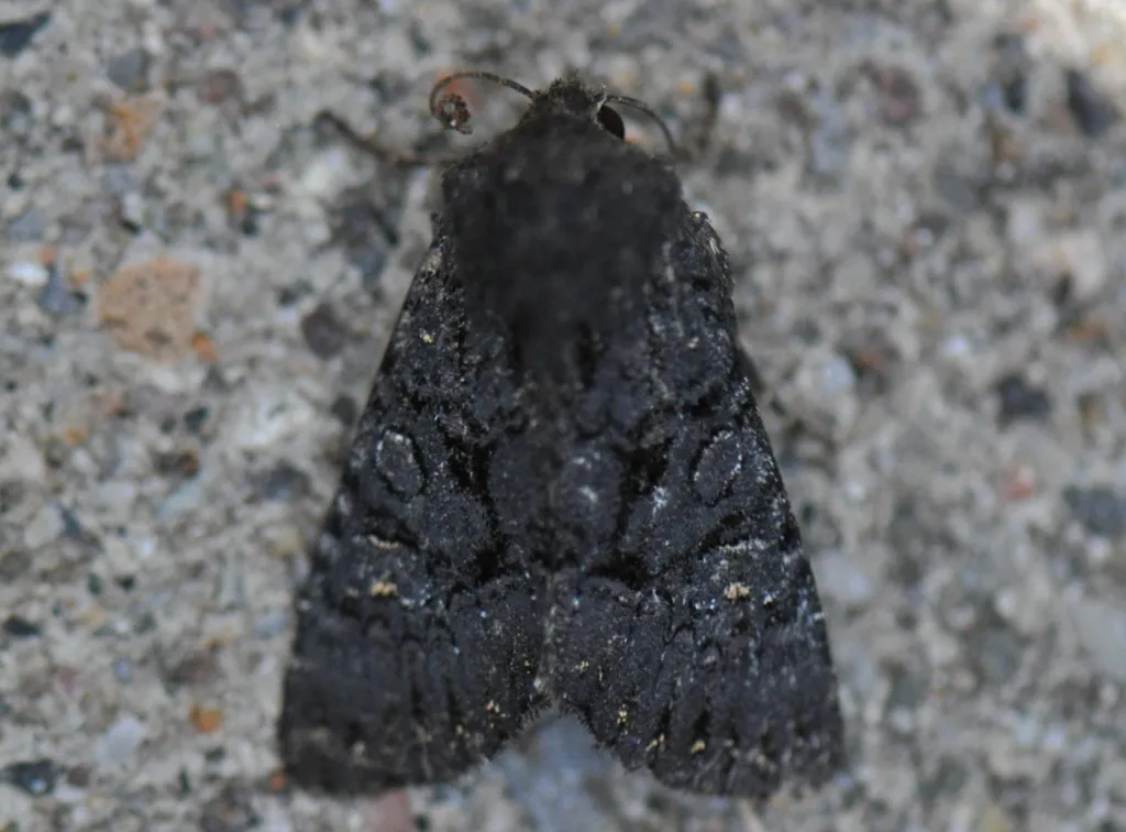 Apamea impulsa - Hodges#9360 - photo 2