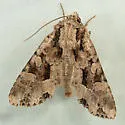 Ignorant Apamea - Hodges#9362 - photo 3