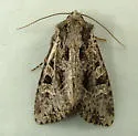 Ignorant Apamea - Hodges#9362 - photo 4