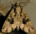 Ignorant Apamea - Hodges#9362 - photo 5