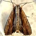 Drunk Apamea - Hodges#9327 - photo 2