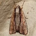 Drunk Apamea - Hodges#9327 - photo 3