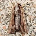 Drunk Apamea - Hodges#9327 - photo 4