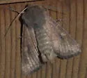 Lined Quaker - Hodges#9369 - photo 2