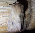 Lined Quaker - Hodges#9369 - photo 3