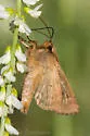 Lined Quaker - Hodges#9369 - photo 4