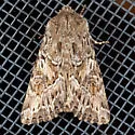 Apamea inordinata - Hodges#9353