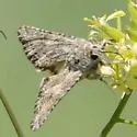 Apamea inordinata - Hodges#9353 - photo 2