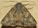 Apamea inordinata - Hodges#9353 - photo 4