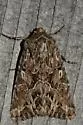 Apamea inordinata - Hodges#9353 - photo 5