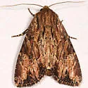 Wood-colored Apamea - Hodges#9333 - Apamea lignicolora