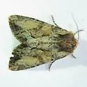 Wood-colored Apamea - Hodges#9333 - photo 2