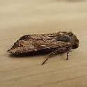 Wood-colored Apamea - Hodges#9333 - photo 3