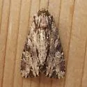 Wood-colored Apamea - Hodges#9333 - photo 4