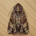 Wood-colored Apamea - Hodges#9333 - photo 5