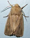 Sand Wainscot Moth - Hodges#9395