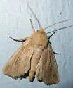 Sand Wainscot Moth - Hodges#9395 - photo 2