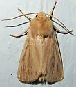 Sand Wainscot Moth - Hodges#9395 - photo 3
