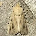 Sand Wainscot Moth - Hodges#9395 - photo 4