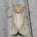 Sand Wainscot Moth - Hodges#9395 - photo 5