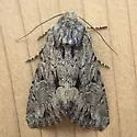 Apamea longula - Hodges#9383 - photo 2