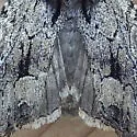 Apamea longula - Hodges#9383 - photo 3