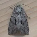 Apamea longula - Hodges#9383 - photo 4